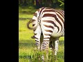 Story Of The Young Zebra In The Savannah #wildlife #tourism #photographicsafaris #giraffephotography