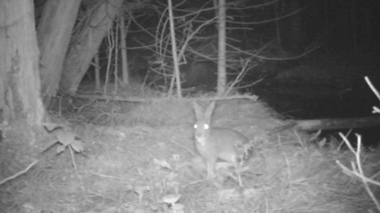 Lepus americanus, Snowshoe hare (also called Varying hare) YouTube