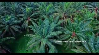 Palm Oil Farms among the Western Ghats of Kerala in India. Aerial view