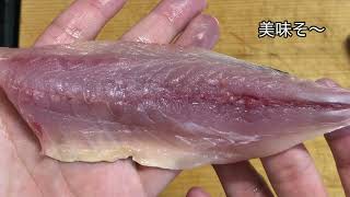 【ペティナイフで魚捌きます】素人のリアルな包丁捌き/カマス・ヒラアジ・グレ