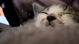 【ASMR】保護した子猫の寝息がかわいすぎるwww