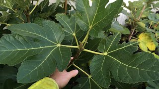 Rejuvenation Pruning to Eliminate Fig Mosaic Virus (FMV) in Fig Trees & Reviewing Ischia Black USDA