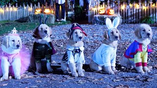 Spooky Buddies Dvd 2011 Opening