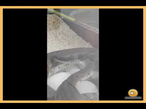 Ever seen a ball python laying eggs?
