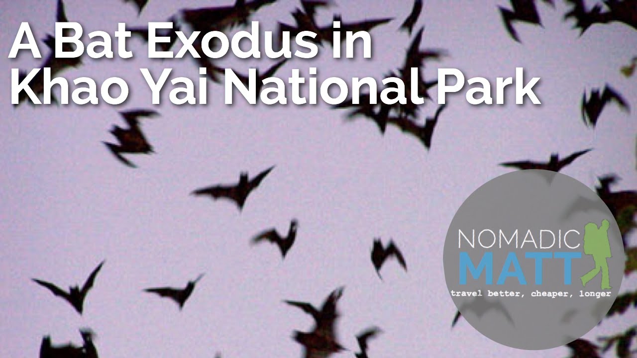 A Bat Exodus in Khao Yai National Park YouTube