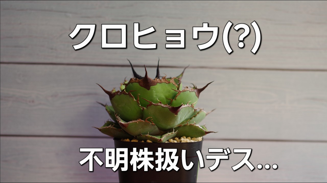 アガベを見て話す！ 雑談 ♯53 謎（仮)  黒豹が候補 チタノタ オテロイ