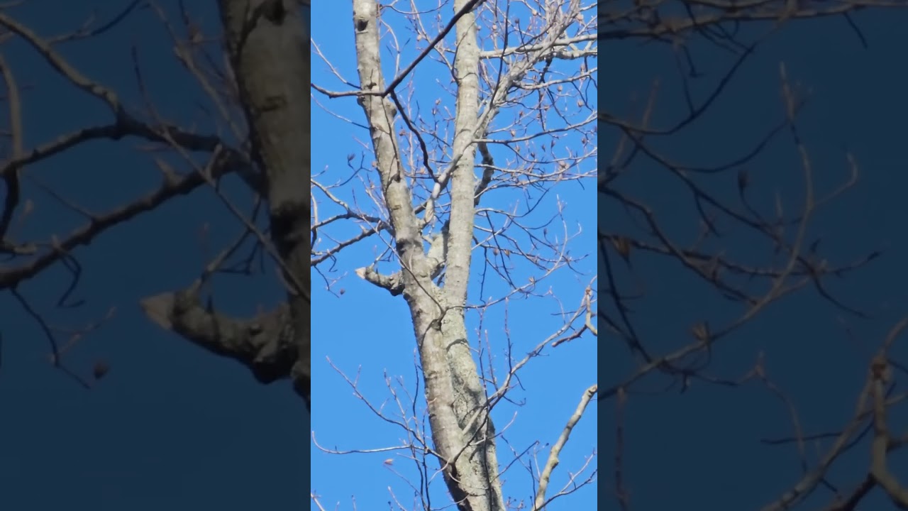 Squirrel hunting 2023 with treeing feist in North Georgia.