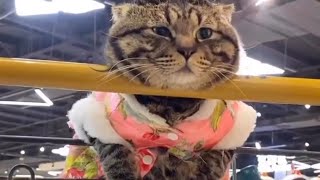 kucing lucu bikin gemes, persia, anggora, kitten #videolucu #kucinglucu #kucing #babycat by Nabila Ayya Ali 39 views 1 year ago 7 minutes, 18 seconds