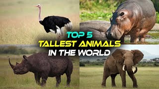 the top 5 tall animals , The tallest