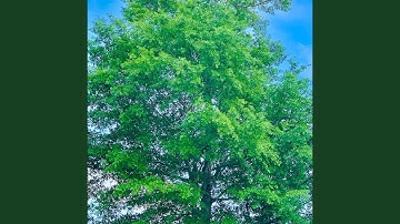 Thumbnail of Lignum Vitae