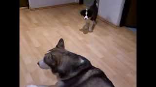 Siberian Husky and Border Collie puppy by Ellany Ipša - Border Collie Hyper Paw kennel 1,437 views 10 years ago 1 minute, 16 seconds