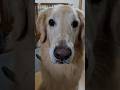 りんごにご満悦な愛犬【goldenretriver】#shorts#dog #goldenretriever #犬 #ゴールデンレトリバー