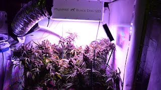 200 Watt 7 Ounce LED Cannabis Grow PhytoMAX 200 in 2.9 square feet (25" X 17") yields 7 ounces of top shelf Blue Dream. The 12 plants were cloned and immediately