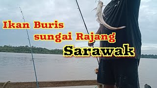 Strike ikan Buris / Lajong selepas hujan / sungai batang Rajang