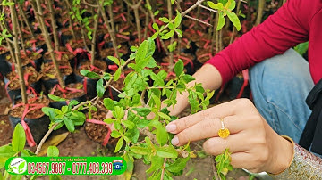 Lựu đỏ ấn độ cây nhập khẩu chuẩn F1 trồng nhanh ra trái
