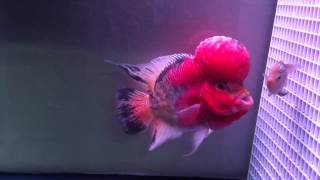 XtremeExoticFish #AZ2