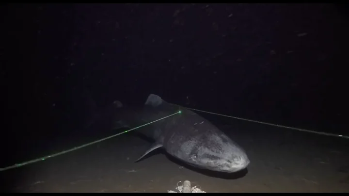 Science Brief: Greenland Sharks