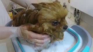 Pomeranian taking a bath and a shower