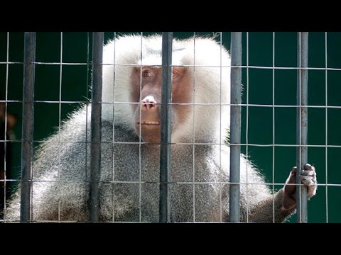 Vídeo: ¿Quién Inventó El Zoológico? - Vista Alternativa