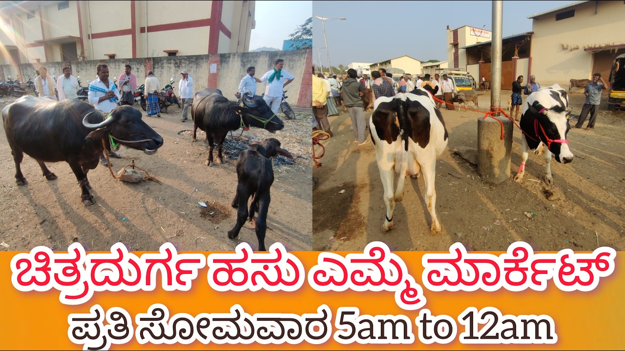 ಚಿತ್ರದುರ್ಗ ಹಸು ಎಮ್ಮೆ ಮಾರ್ಕೆಟ್ ಪ್ರತಿ ಸೋಮವಾರ  Chitradurga Cow and Buffalo Market every Monday