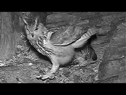 Eifel Rock Nest Dialog April 5 2026 live cam preview
