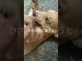 ひさびさに会うとテンション高め #保護犬 #子犬 #shorts #バイク