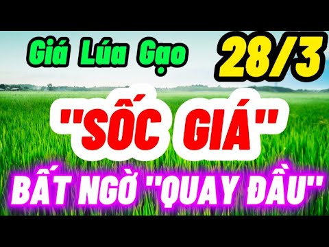 Video Giá Lúa Gạo Hôm Nay 28/3/2022 | Thị Trường Lúa Gạo Mới... - youtube