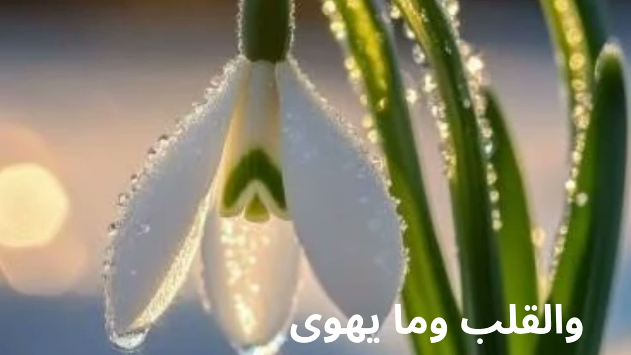 Arapça Güzel Bir Eser والقلب وما يهوى