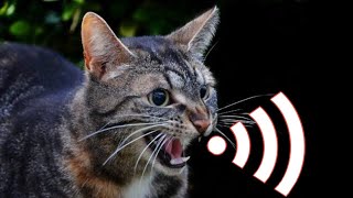 Cat Sound | Cat voice | Mother Cats meowing to attract Kittens