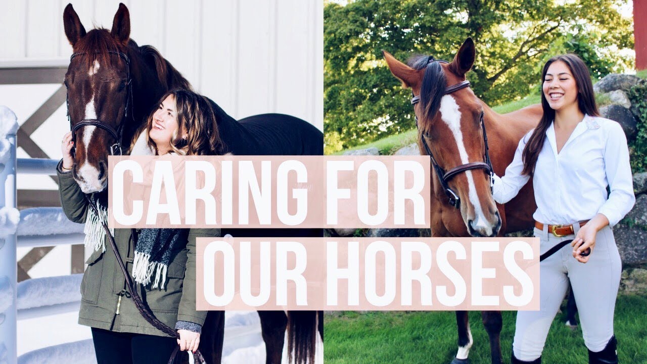 How We Care For Our Horses | Equestrian Prep