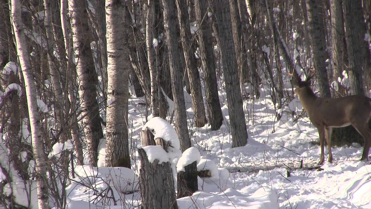 Nice Saskatchewan buck 2013