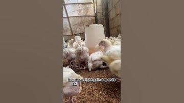 How do i calculate the amount of feeds to be consumed by a broiler chicken. #poultryfarming #viral