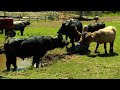 Maine couple creates state's only working water buffalo farm