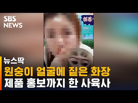 원숭이 얼굴에 짙은 화장…중국 동물원 학대 논란 / SBS / 뉴스딱