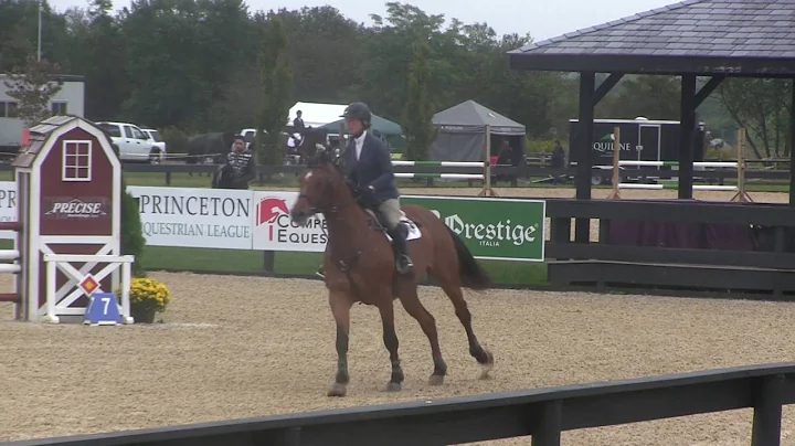 Ziron VDL Ridden by Amanda Flint | 5YO Corinthian