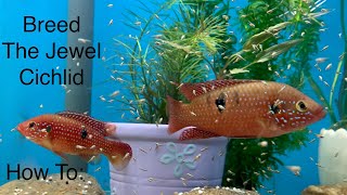 How to: Breed the Jewel cichlid