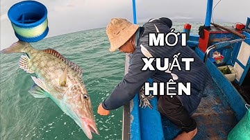 821 ) CÁ LÙ HEO MỚI XUẤT HIỆN LẠI ) SAO UỔNG VẬY TRỢI.
