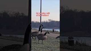 Morning Winter Walk At The Parkinsel Brrrr -6 Germany