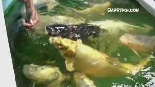Hand feeding Jumbo Koi Closeup