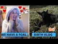 WE HAVE A FOAL (Birth Vlog) | OT Vlog