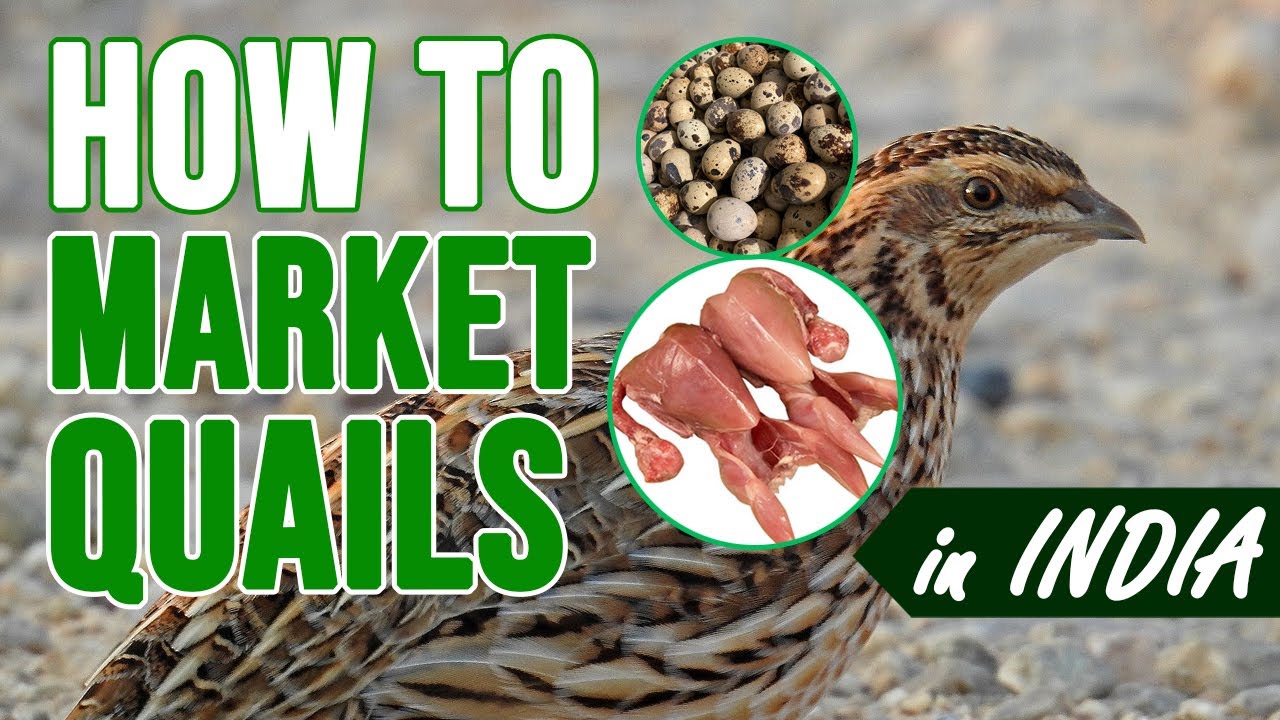 From Farm to Market How to Successfully Sell Quails in India 