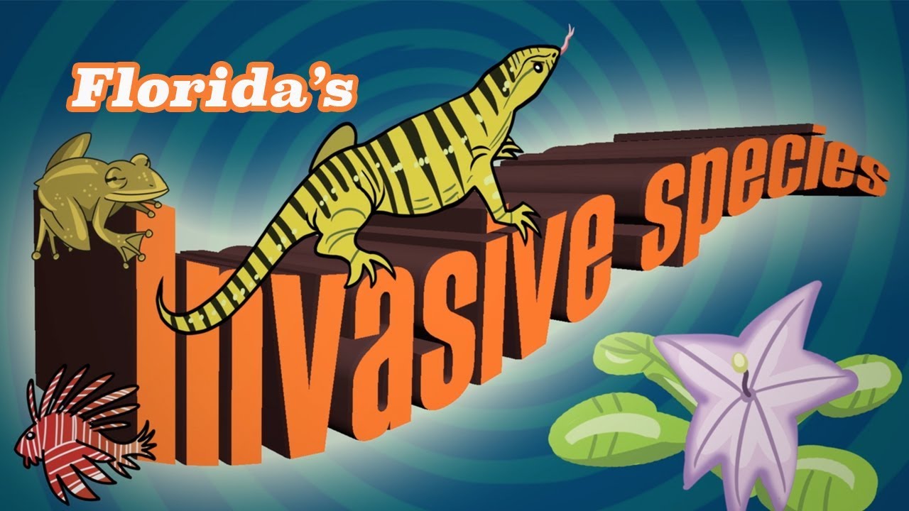 lizard skin grips Reptile News: Some words on Florida's invasive species.