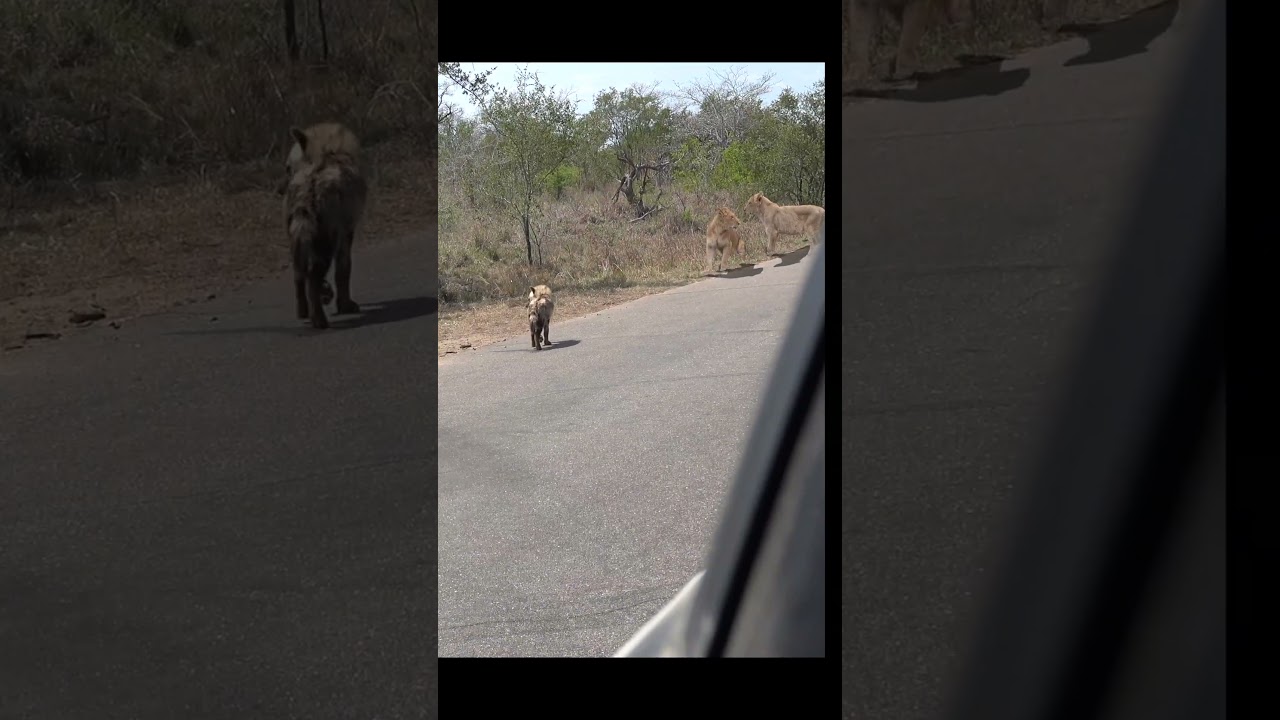 Hyena cub vs Lion cub 