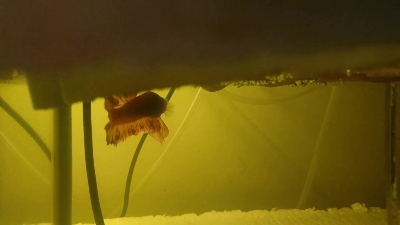 Armageddon Show PK x Red Dragon Show PK