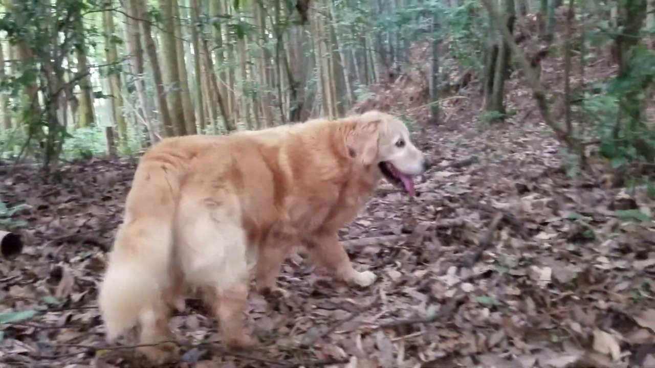 癒し動画 うさぎ Boy and Golden Retriever looking for beetles
