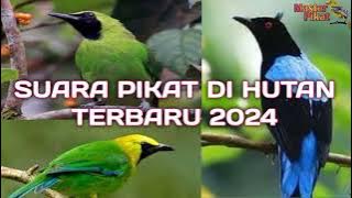 🔴Suara pikat anti zonk di hutan terbaru 2024