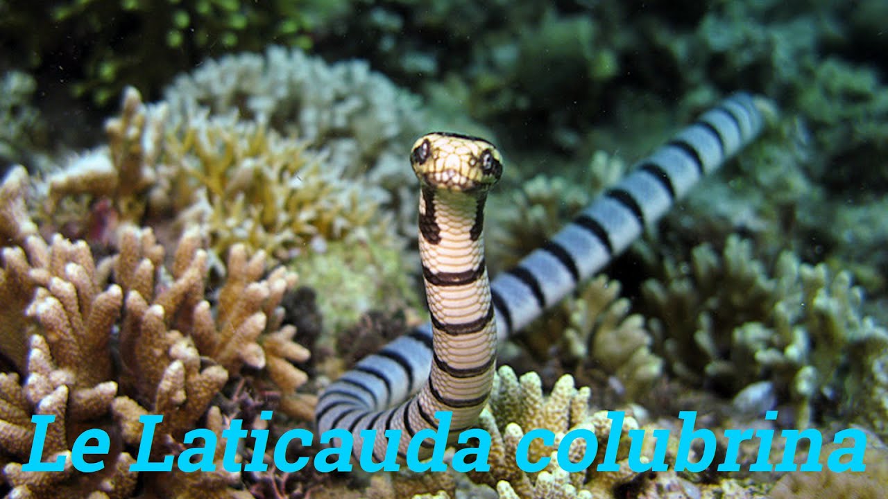 Les Laticauda colubrina en 2023 - YouTube