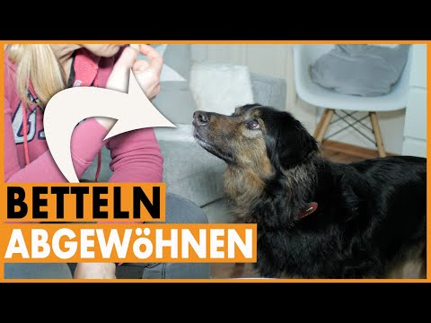 Video: Tipps, um Ihren Hund vom Betteln abzuhalten