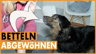 Hund füttern I Hund bettelt am Tisch I Dem Hund betteln abgewöhnen