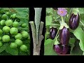 Eggplant Grafting Pea Eggplant